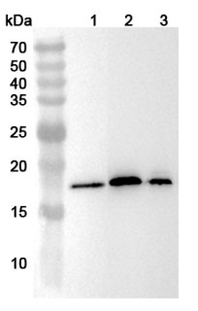 RPL36A Polyclonal Antibody