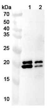 PHLDA2 Polyclonal Antibody
