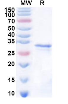 Recombinant Human DNASE1L3 Protein, N-His
