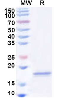 Recombinant Human LY86 Protein, N-His