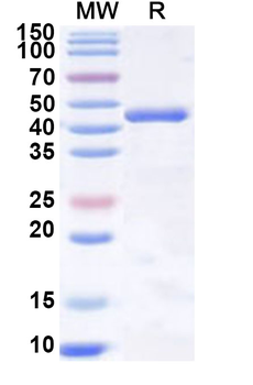 Recombinant Human IL23A Protein, N-GST & C-His