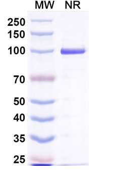 Escherichia coli ompA Nanobody Antibody