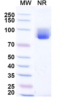Escherichia coli ompA Nanobody Antibody