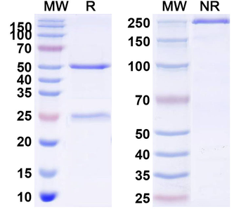sLea/CA19-9 Antibody