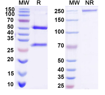 Human SLC15A4 Antibody