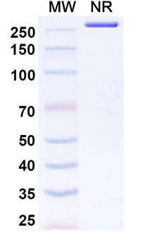 InVivoMAb Mouse CD3E Antibody