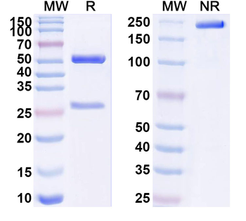 Influenza A virus (H3N2) HA/Hemagglutinin Antibody