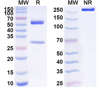 Can f 1 Antibody