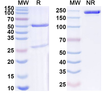 HCoV-229E Spike Protein Antibody