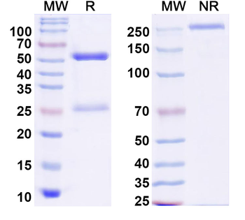 Mouse F4/80 Antibody