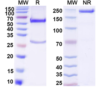 Research Grade lixarkitug Antibody