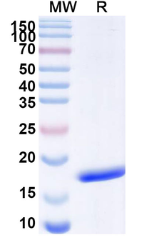 VACV G9&A16 complex Nanobody Antibody