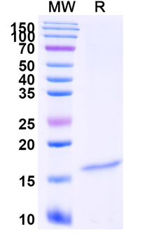 Candida albicans VRG4 Nanobody Antibody