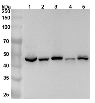 Human RNH1 Polyclonal Antibody