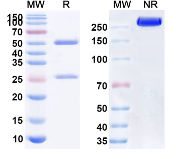 Human IA-2/PTPRN Antibody