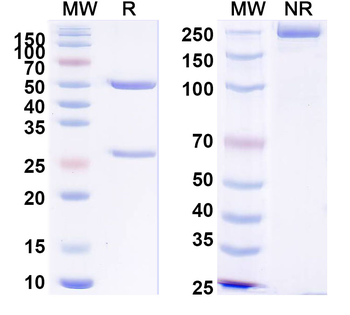 Human/Mouse CD191/CCR1 Antibody
