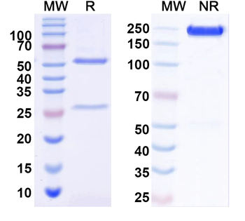 Mouse CD191/CCR1 Antibody