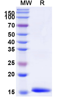 Dog TNFa/TNF-alpha Nanobody Antibody
