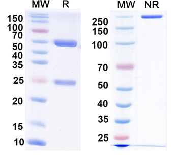 YFV Envelope Protein E Antibody