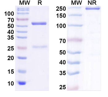 Human latent TGFB1/TGF-beta-1 Antibody