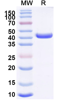 HMPV Fusion glycoprotein F0 Nanobody Antibody