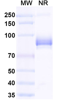 Human CX3CR1 Antibody