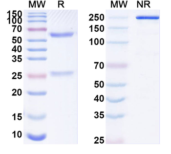 DENV-2 Envelope protein E Antibody