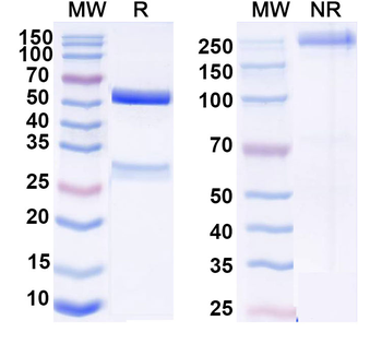 Human IA-2/PTPRN Antibody