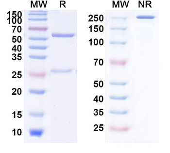 AAV9 VP1/Capsid Protein VP1 Antibody