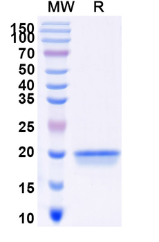 Human TMEM30A Nanobody Antibody