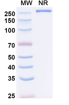 VEEV Spike glycoprotein Antibody