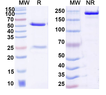 VHH Antibody