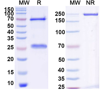 Research Grade Naxitamab Antibody