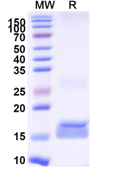 Microcystis aeruginosa Microcystin-LR Nanobody Antibody