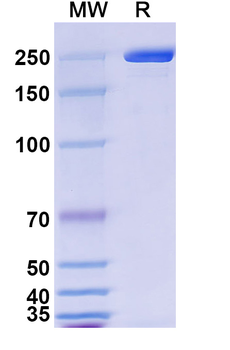 Human IgG1 (D356E/L358M), kappa Isotype Control Antibody