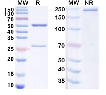 Mouse OPN/Spp1 Antibody
