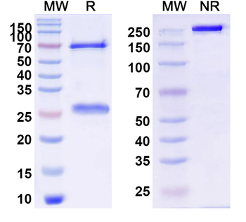 Human CD47/MER6 Antibody