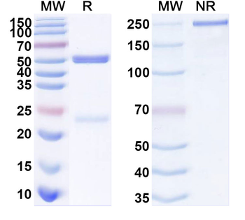 PDCoV Spike S1-NTD Antibody