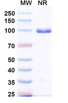 Mycobacterium tuberculosis icl1/Isocitrate lyase 1 Antibody