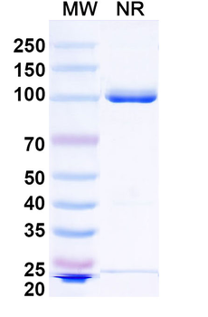 Oropouche virus/OROV Glycoprotein G1 Nanobody Antibody