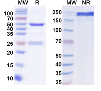 Human CD357/TNFRSF18/GITR Monoclonal Antibody