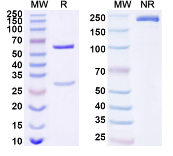 Human CD8A Monoclonal Antibody