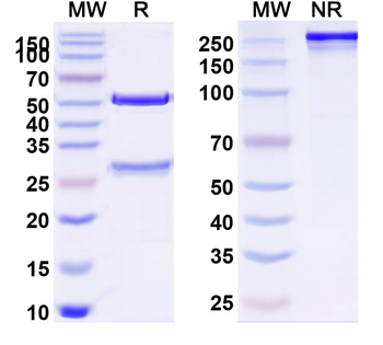 Human CD8A Monoclonal Antibody