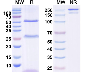 Human UPK3A Monoclonal Antibody