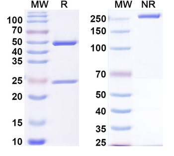 Human CD79α/CD79A Monoclonal Antibody