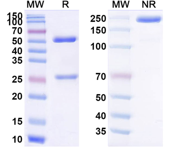 Human CD16a/FCGR3A Monoclonal Antibody
