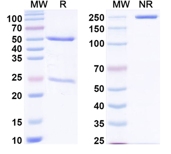 Human CD57/B3GAT1 Monoclonal Antibody