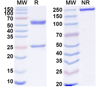 Human MB Monoclonal Antibody