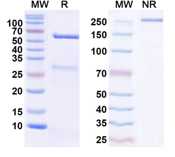 Human MB Monoclonal Antibody