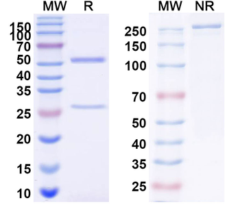 Human CD21/CR2 Monoclonal Antibody
